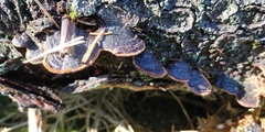 Fuscoporia viticola
