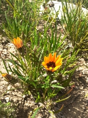 Gazania ciliaris
