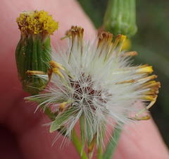 Senecio leptophyllus