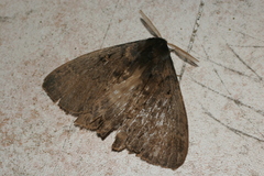 Tantaliana tantalus