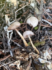 Marasmius wynneae