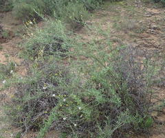 Senecio leptophyllus