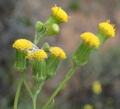 Senecio leptophyllus