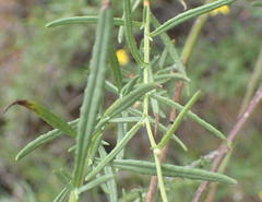 Senecio leptophyllus