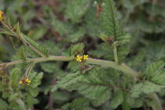 Erucastrum austroafricanum