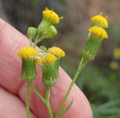 Senecio leptophyllus