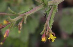 Erucastrum austroafricanum