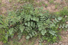 Erucastrum austroafricanum