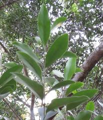 Robsonodendron eucleiforme