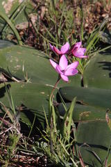Hesperantha pauciflora