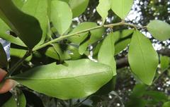 Robsonodendron eucleiforme