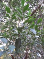 Robsonodendron eucleiforme