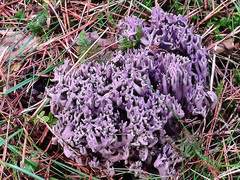 Ramaria cedretorum