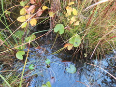 Caltha palustris