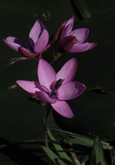 Hesperantha pauciflora