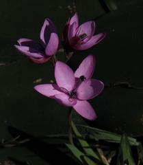 Hesperantha pauciflora