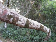 Robsonodendron eucleiforme