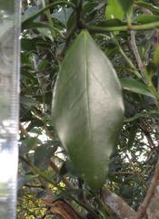 Robsonodendron eucleiforme