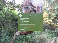 Robsonodendron eucleiforme