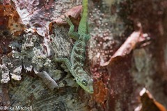 Anolis roquet caracoli