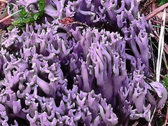 Ramaria cedretorum