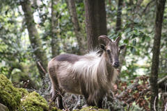 Himalayan Tahr photo 3