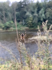 Araneus diadematus