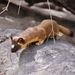 Long-tailed Weasel - Photo (c) davidcooksy, some rights reserved (CC BY-NC)