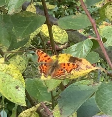 Polygonia c-album