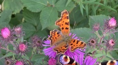 Polygonia c-album