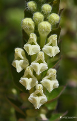 Scutellaria sieberi