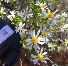Olearia muelleri