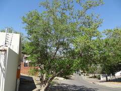 Combretum erythrophyllum