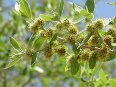 Combretum erythrophyllum