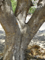 Combretum erythrophyllum