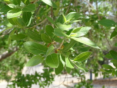 Combretum erythrophyllum