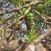 Boscia foetida longipedicellata - Photo (c) suncana, algunos derechos reservados (CC BY), subido por suncana