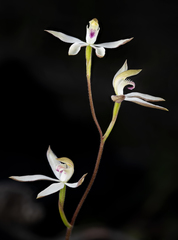 Caladenia gracilis