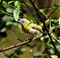 Apalis flavida neglecta