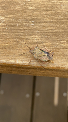 Halyomorpha halys