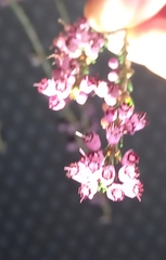 Erica manipuliflora