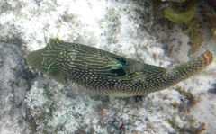 Canthigaster papua