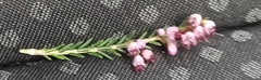 Erica manipuliflora