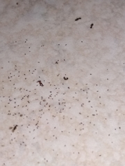 Sclerodermus domesticus