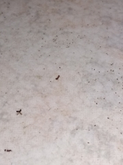 Sclerodermus domesticus