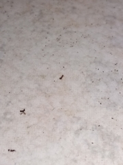 Sclerodermus domesticus