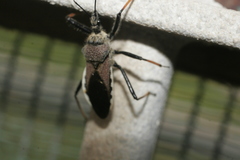Rhynocoris erythrocnemis