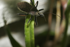 Rhynocoris erythrocnemis