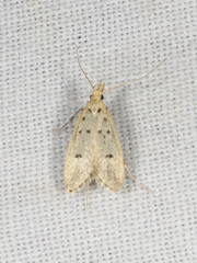 Atheropla decaspila