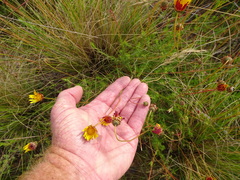 Ursinia discolor